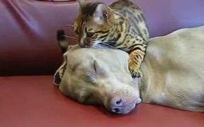 Cat Dog Massage - Animals - VIDEOTIME.COM