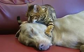 Cat Dog Massage - Animals - Videotime.com