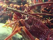 Lobsters in Tank