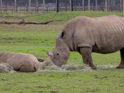Rhino Mother and Child