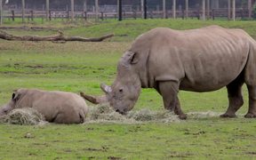 Rhino Mother and Child - Animals - VIDEOTIME.COM