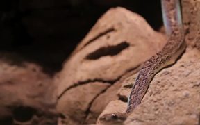 Snake Basking - Animals - VIDEOTIME.COM