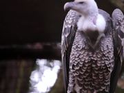 Vulture 1