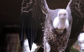 Vulture 1 - Animals - VIDEOTIME.COM
