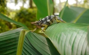 Two-Horned Chameleon - Animals - VIDEOTIME.COM