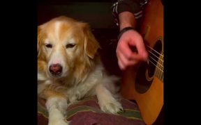 Dog Helping Play Some Music - Animals - VIDEOTIME.COM
