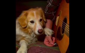 Dog Helping Play Some Music - Animals - VIDEOTIME.COM