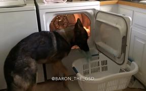Dog Helping Out With Some Cleanup Duties - Animals - VIDEOTIME.COM