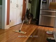 Dog Helping Out With Some Cleanup Duties