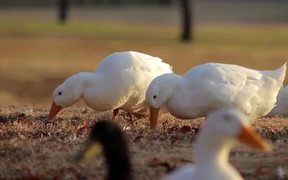 3 White Campbell Ducks Searching - Animals - VIDEOTIME.COM