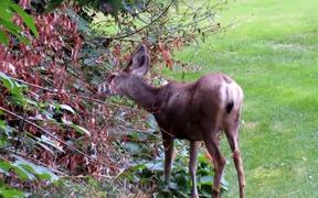 Deer Eating - Animals - VIDEOTIME.COM