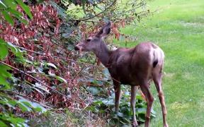 Deer Eating - Animals - VIDEOTIME.COM