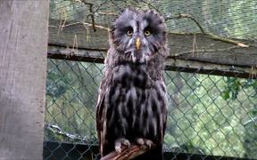 Great Gray Owl - Animals - VIDEOTIME.COM