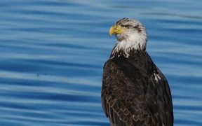 Bald Eagle by the Water - Animals - VIDEOTIME.COM