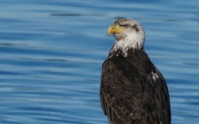 Bald Eagle by the Water - Animals - VIDEOTIME.COM