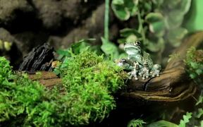 Milk Frog - Animals - VIDEOTIME.COM