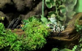 Milk Frog - Animals - VIDEOTIME.COM