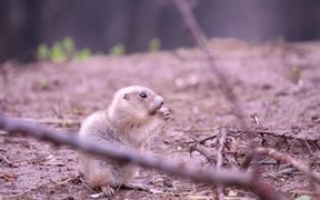 Prairie Dog - Animals - VIDEOTIME.COM