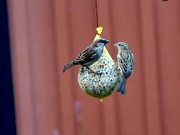 Birds Feeding - Nature Clip
