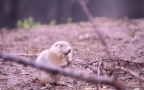 Prairie Dog - Animals - VIDEOTIME.COM