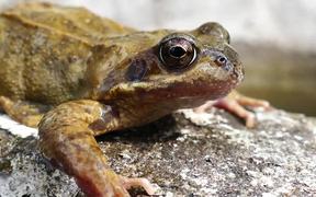 Frog Close-Up - Animals - VIDEOTIME.COM