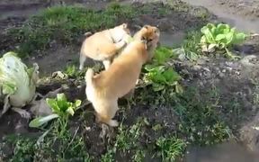 Cabbage Patch Puppies - Animals - VIDEOTIME.COM
