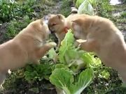 Cabbage Patch Puppies
