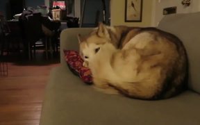 This Cat Finds An Awesome Bed - Animals - VIDEOTIME.COM