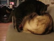 This Cat Finds An Awesome Bed