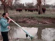 Cows Love The Didgeridoo