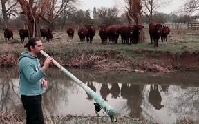 Cows Love The Didgeridoo - Animals - VIDEOTIME.COM