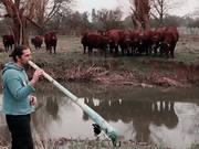 Cows Love The Didgeridoo