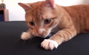 Making A Bed With Cats - Animals - VIDEOTIME.COM