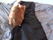 Making A Bed With Cats