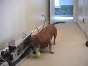 Dog Ball Fetch Machine