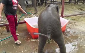 Baby Elephant Bath - Animals - VIDEOTIME.COM