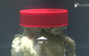 Amazing Octopus Ability - Animals - VIDEOTIME.COM