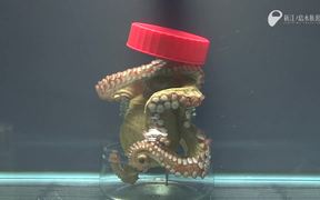 Amazing Octopus Ability - Animals - VIDEOTIME.COM