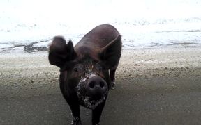 Pig Wants A Cookie - Animals - VIDEOTIME.COM