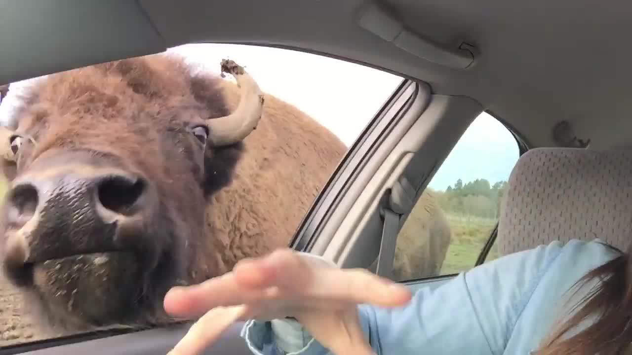 Buffalo Kisses