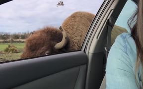 Buffalo Kisses - Animals - Videotime.com