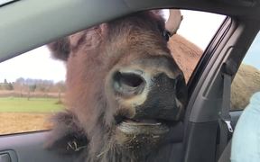 Buffalo Kisses - Animals - VIDEOTIME.COM