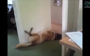 Sleeping Dogs - Animals - VIDEOTIME.COM