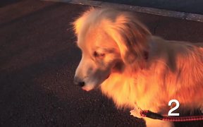 10 Cutest Golden Retriever Puppies - Animals - VIDEOTIME.COM