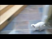 Cat Jump Fails Compilation