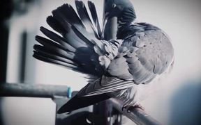 Pigeon Closeup - Animals - VIDEOTIME.COM