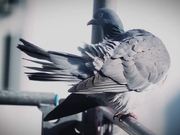 Pigeon Closeup