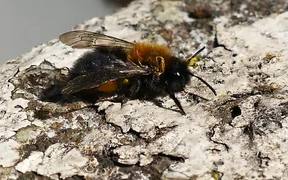 Honey Bee 2 - Animals - VIDEOTIME.COM
