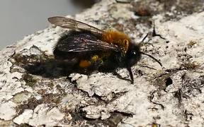 Honey Bee 2 - Animals - VIDEOTIME.COM
