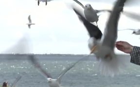 Feeding Seagulls - Animals - VIDEOTIME.COM